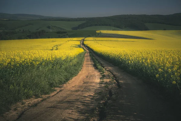 Countryside road between yellow rapeseed fields in the South Moravia region, Czech Republic