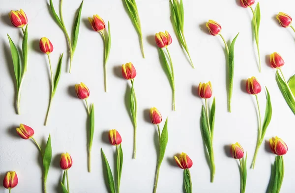 Patrón de tulipanes sobre fondo blanco. Puesta plana . — Foto de Stock