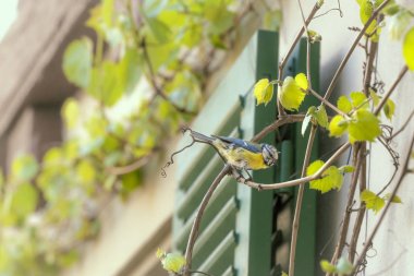 Bir asma dalı üzerinde mavi göğüsleri kuşlar