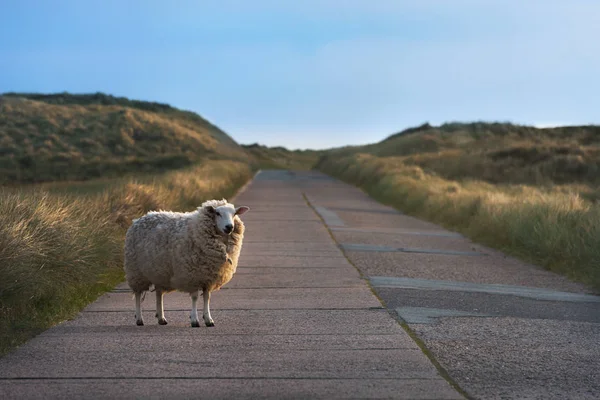 Única ovelha em uma estrada vazia de frente para a câmera — Fotografia de Stock