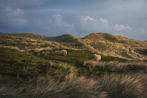 Paisaje matutino con ovejas pastando en dunas —  Fotos de Stock