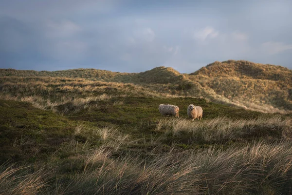 Ovejas pastando en las colinas de la isla Sylt —  Fotos de Stock