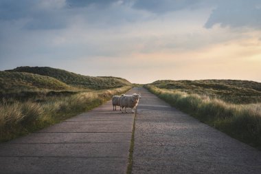 Gün doğumunda Sylt yol ve koyun manzara