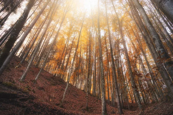 Laubwald im Herbst mit orangefarbenem Laub an sonnigen Tagen — Stockfoto