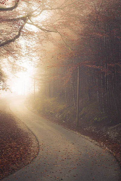 Foglie cadute sulla strada forestale. Sole che passa attraverso fitta nebbia — Foto Stock