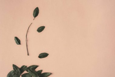 Daldan düşen yapraklar. Sonbahar sezonu konsepti