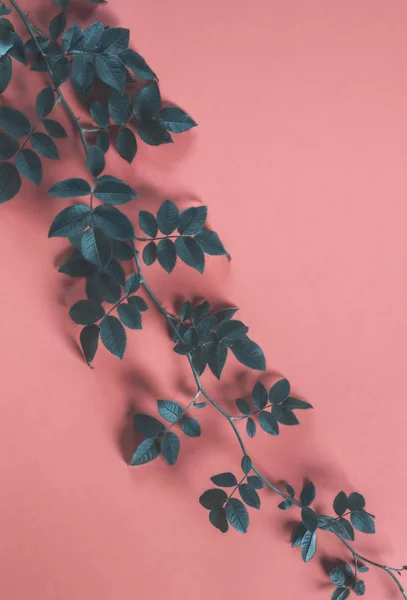 Wild rose tree branch on a coral color background