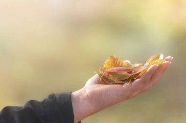 Güneşli bir günde elinde tutulan sonbahar yaprakları