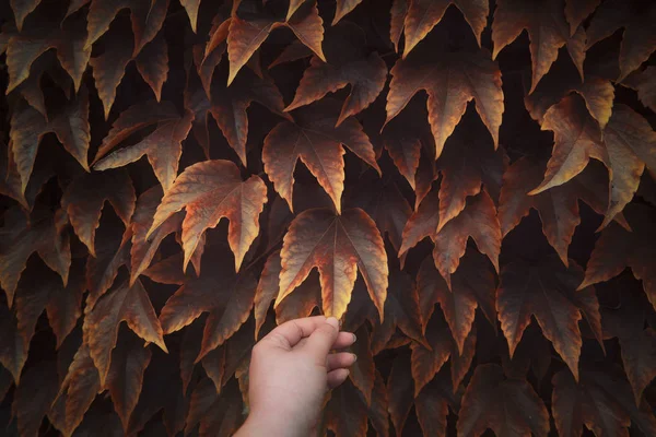 Rode herfst bladeren achtergrond. Hand grijpend een blad — Stockfoto