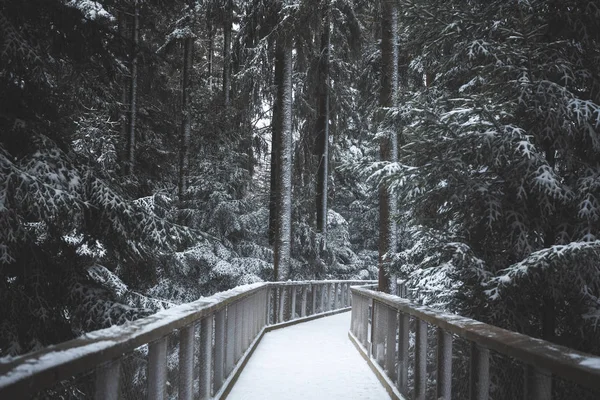 Träbro och snötäckta träd — Stockfoto