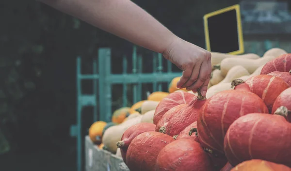 Pumpkins market. Woman hand picking a pumpkin