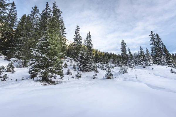 Neige blanche fraîche dans les Alpes autrichiennes. Arbres enneigés et neige dérivante — Photo