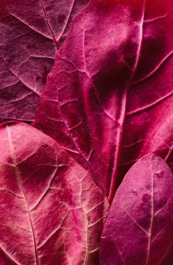 Taze kırmızı orache yapraklarıyla yakın plan, yukarıda. Dağ ıspanağı kırmızı yaprakları. Taze sebze.