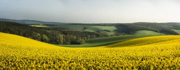 日の出にチェコ共和国の南モラヴィア地方の菜の花畑のパノラマ 黄色の菜の花畑を咲かせます 菜種作物 — ストック写真