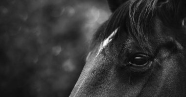 Güzel siyah bir at, göze yakın çekim. Siyah saçlı zarif bir at. At başlı bir afiş resmi