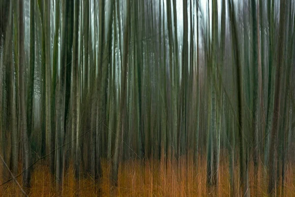 Opadavá Lesní Abstraktní Krajina Lesní Scenérie Pohybová Rozmazanost Technikou Pánve — Stock fotografie