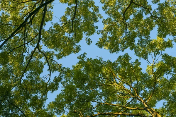 Vista Baixo Para Cima Floresta Com Árvores Verdes Contra Céu — Fotografia de Stock