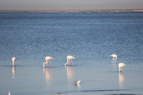 Lagün, Walvis Bay, Namibya