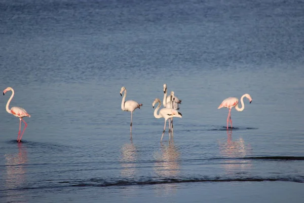 Lagün, Walvis Bay, Namibya