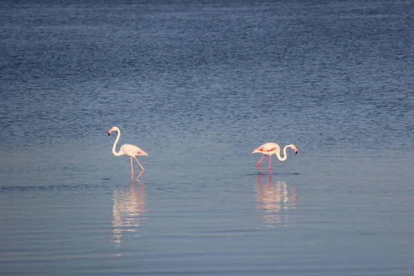 Lagün, Walvis Bay, Namibya