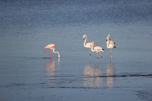 Lagün, Walvis Bay, Namibya