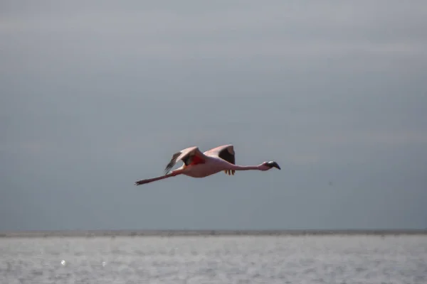 Tek Flamingo, Walvis Bay Lagoon