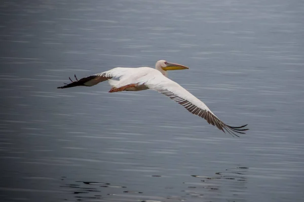 Tek Pelican, Walvis Bay Lagoon