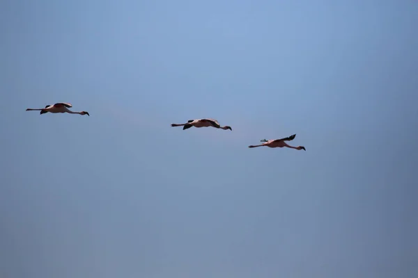 Trois Flamants Roses Lagune Walvis Bay — Photo