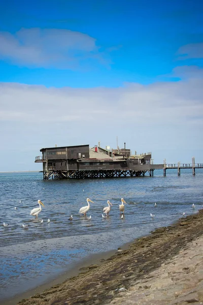 Sal Walvis Bay Namibya — Stok fotoğraf