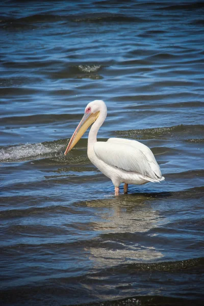 Flamingo'nın lagün, Walvis Bay Namibya 