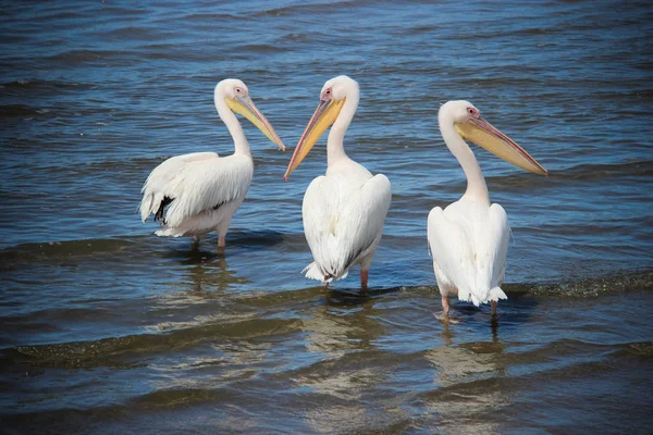 Flamingos Der Lagune Walvisbucht Namibia — Stockfoto