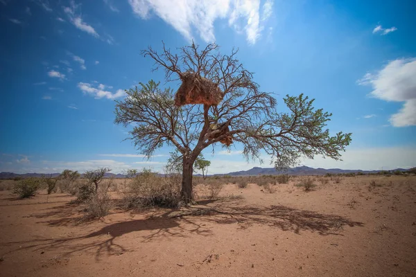 Namibisch Woestijnlandschap Namibië — Stockfoto