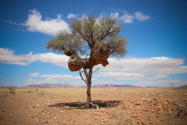 Namibisch Woestijnlandschap Namibië — Stockfoto