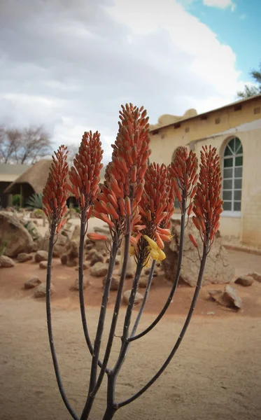 Namib Solitaire Woestijn — Stockfoto