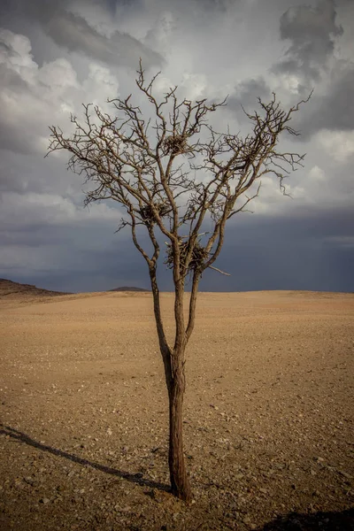 Namib Woestijn Lanscape Namibië — Stockfoto