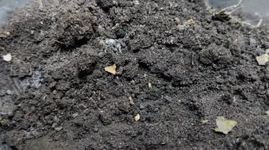 Tuzak çeneli karıncalar ya da Odontomachus bauri yuva yapmak için yerde çukur kazar. 