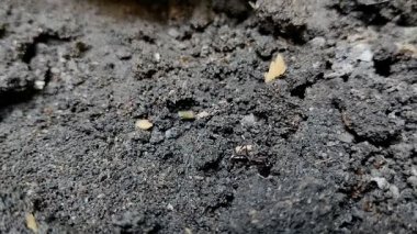 Tuzak çeneli karıncalar ya da Odontomachus bauri yuva yapmak için yerde çukur kazar. 