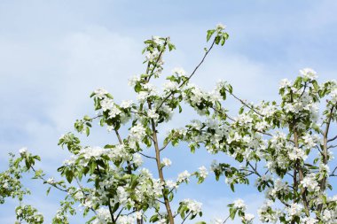 Güzel elma ağacı çiçeği doğa gökyüzü arka plan üzerinde