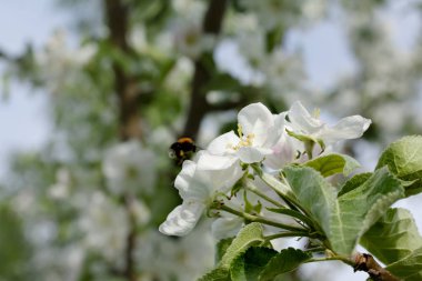 Güzel elma ağaç beyaz çiçek doğada