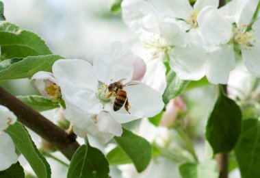 Güzel elma ağaç beyaz çiçek doğada