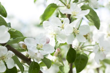 Güzel elma ağaç beyaz çiçek doğada