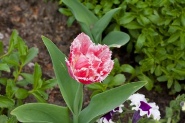 Bahçede yeşil arka plan üzerinde büyüyen Terry Pembe lale.