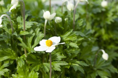 Bahçede açan Güzel Beyaz Çiçekler