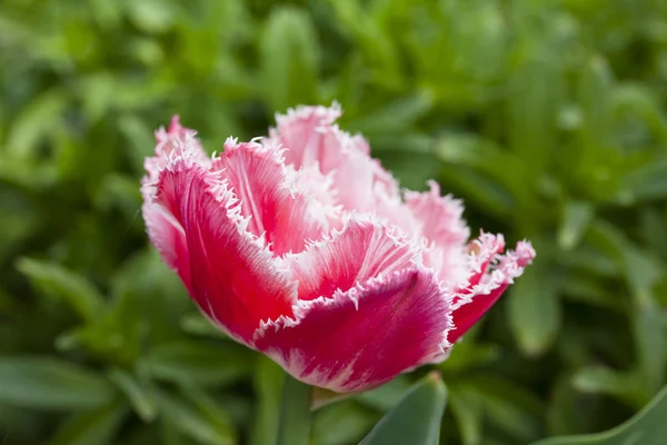 Terry pink tulip growing in the garden on green background.