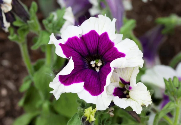 Nahaufnahme Einer Schönen Lila Und Weißen Petunienblüte — Stockfoto