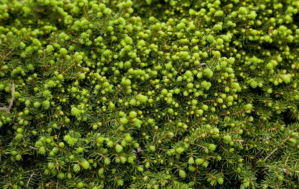Agujas Pino Verde Abeto Textura Jardín — Foto de Stock