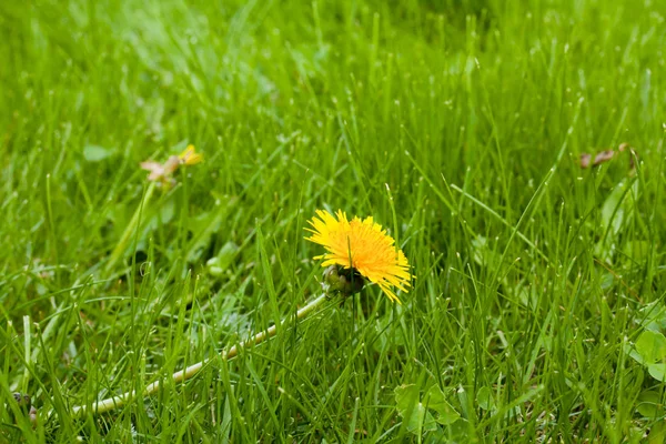 Žluté Kvetoucí Pampeliška Zeleném Trávníku — Stock fotografie