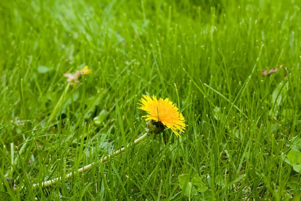 Geel Bloeiende Paardebloem Een Groen Gazon — Stockfoto