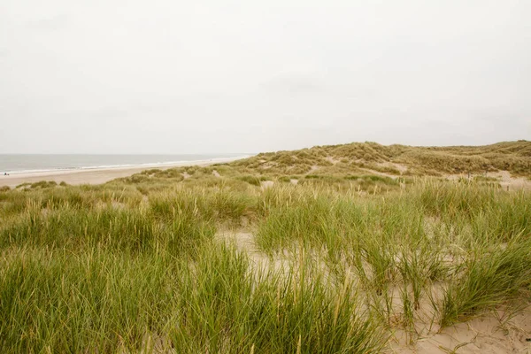 North Sea Beach Denmark Dune Grass — Stock Photo, Image