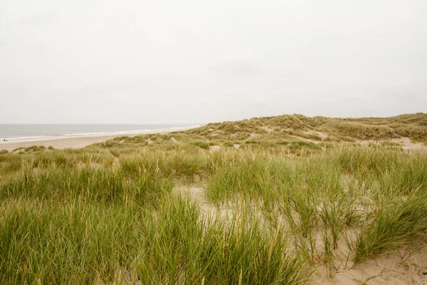 Nordseestrand Dänemark Dünengras — Stockfoto